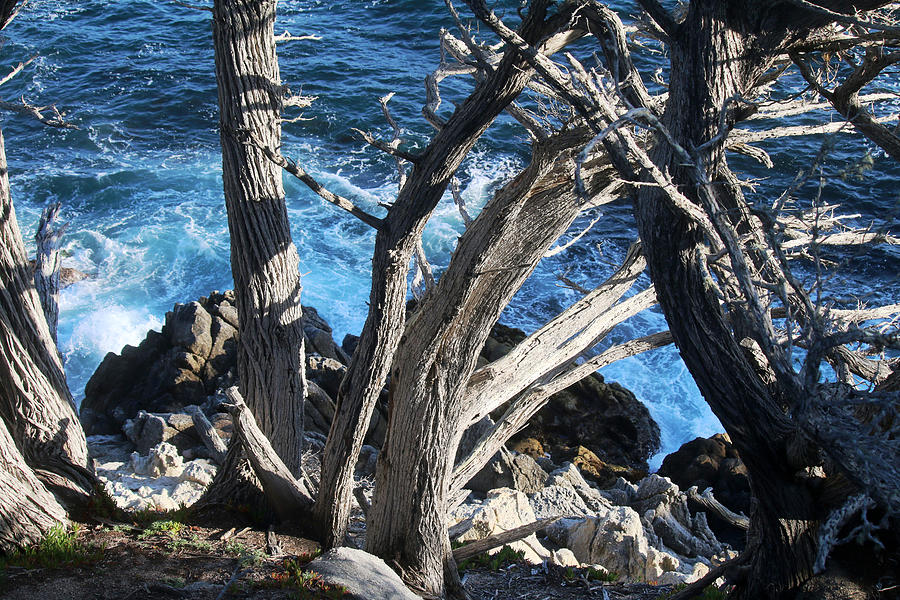 White Ghost Trees - Pescadero Point Photograph by Art Block Collections