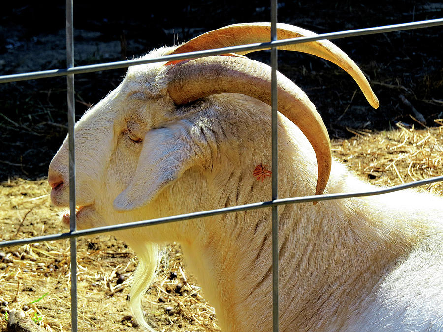 White Goat Fenced In Photograph by Linda Stern