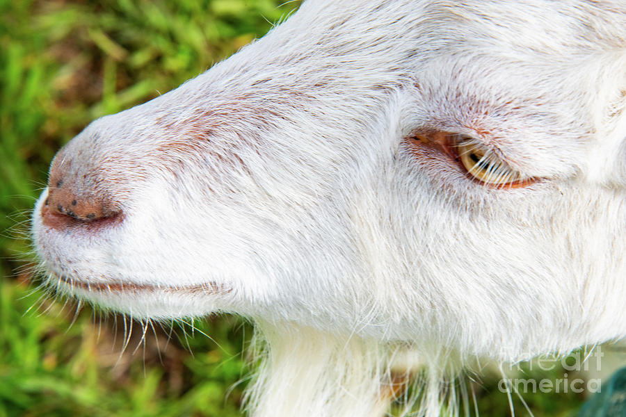White Goat Profile Photograph by Bob Phillips