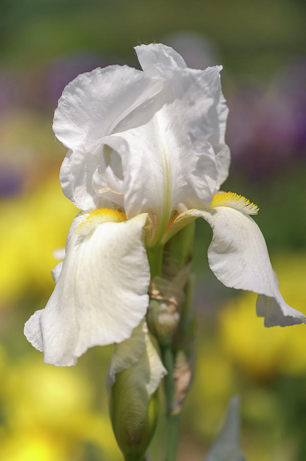 White Grace. Tall Bearded Iris Photograph by Jenny Rainbow