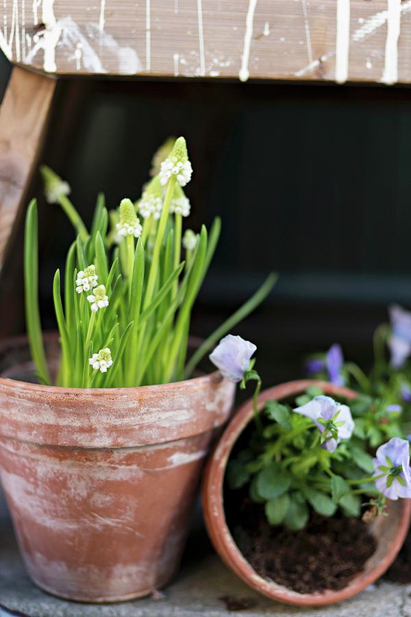 White Grape Hyacinths And Blue Violas In Terracotta Pots Photograph by Cecilia Mller