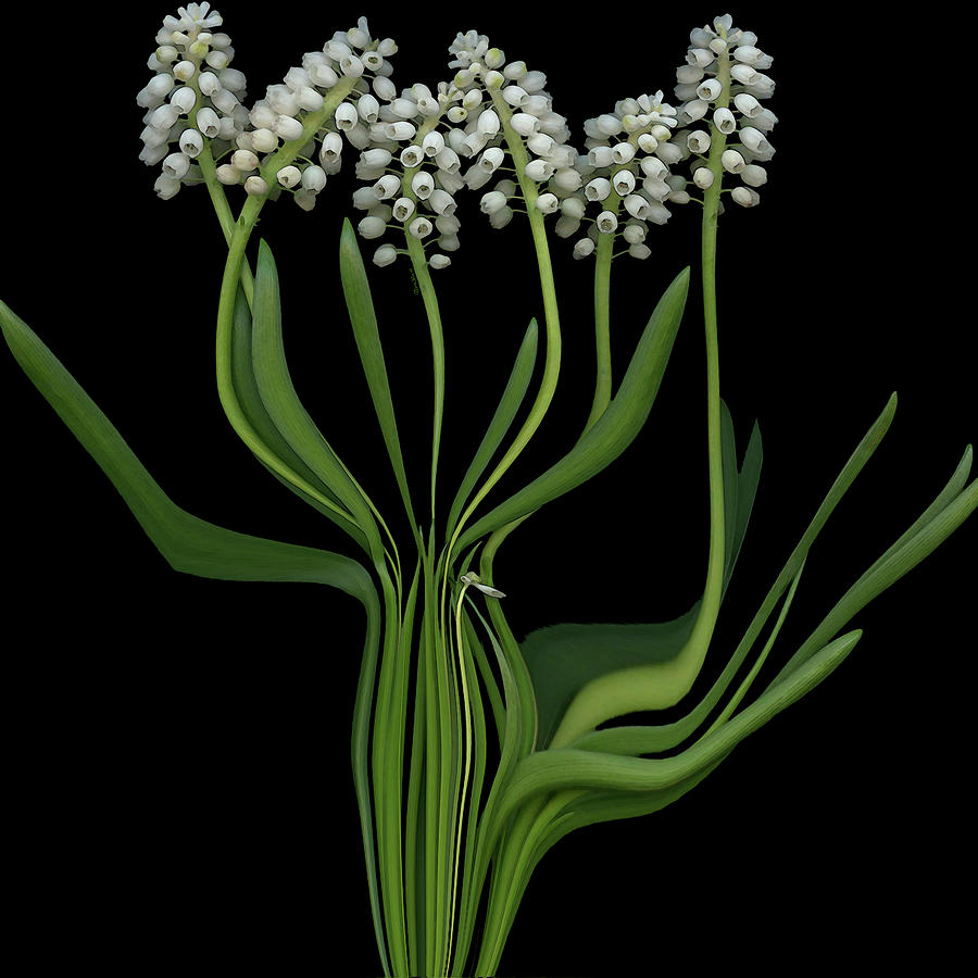 White Grape Hyacinths by Carel Schmidlkofer White Grape Hyacinths by Carel Schmidlkofer
