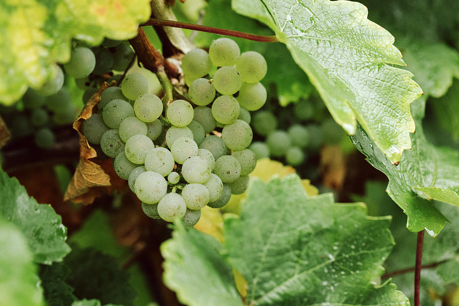 White Grapes On A Vine Photograph by Jennifer Braun
