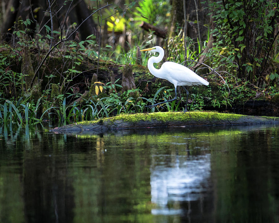 White Great Egret - 1  Photograph by Alex Mironyuk