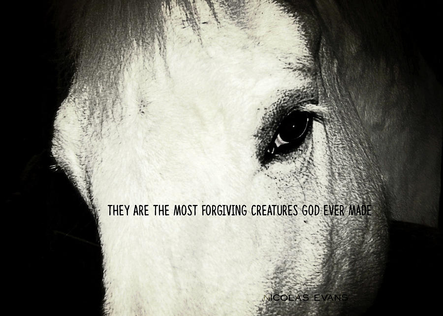WHITE GREY quote Photograph by Dressage Design