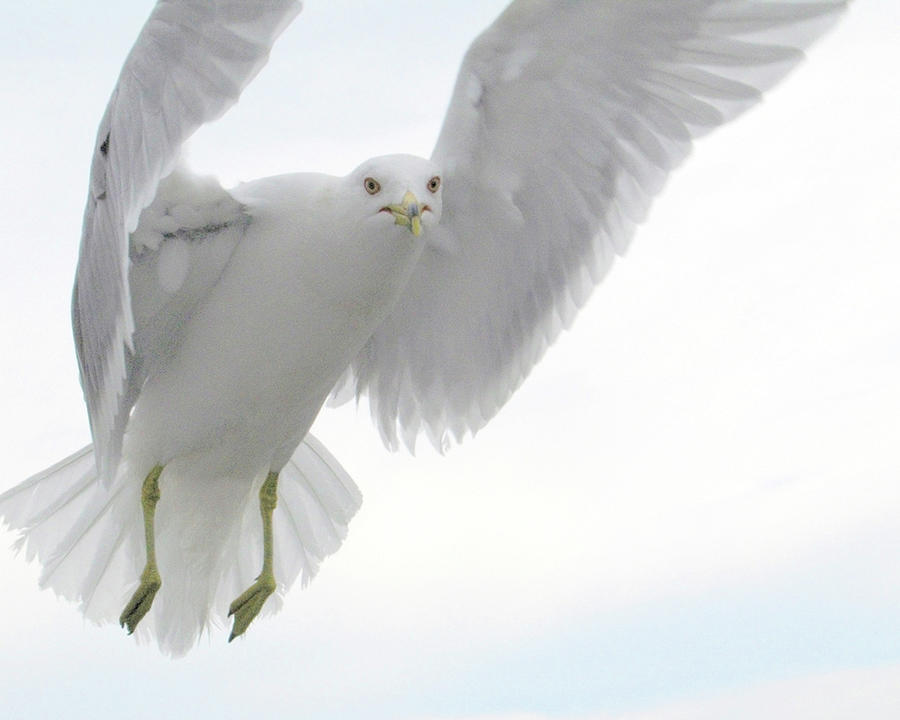 White Gull Photograph by Jonathan R. Smith