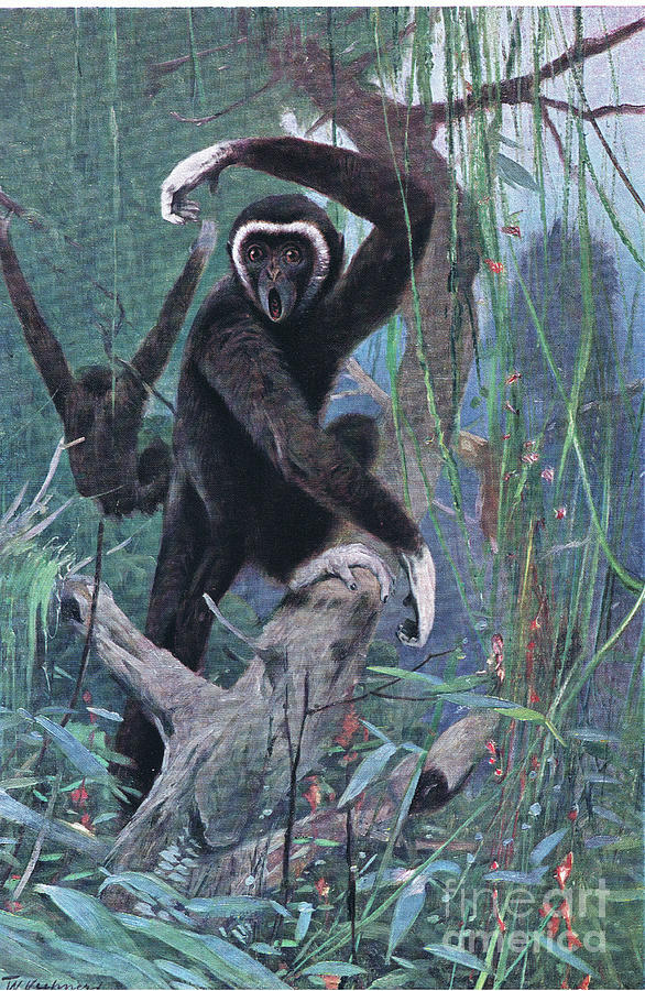 White Handed Gibbon By Kuhnert Painting by Wilhelm Kuhnert - Pixels