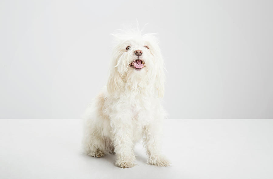 White Havanese Dog, Looking To Camera Photograph by Jw Ltd White Havanese Dog, Looking To Camera Photograph by Jw Ltd