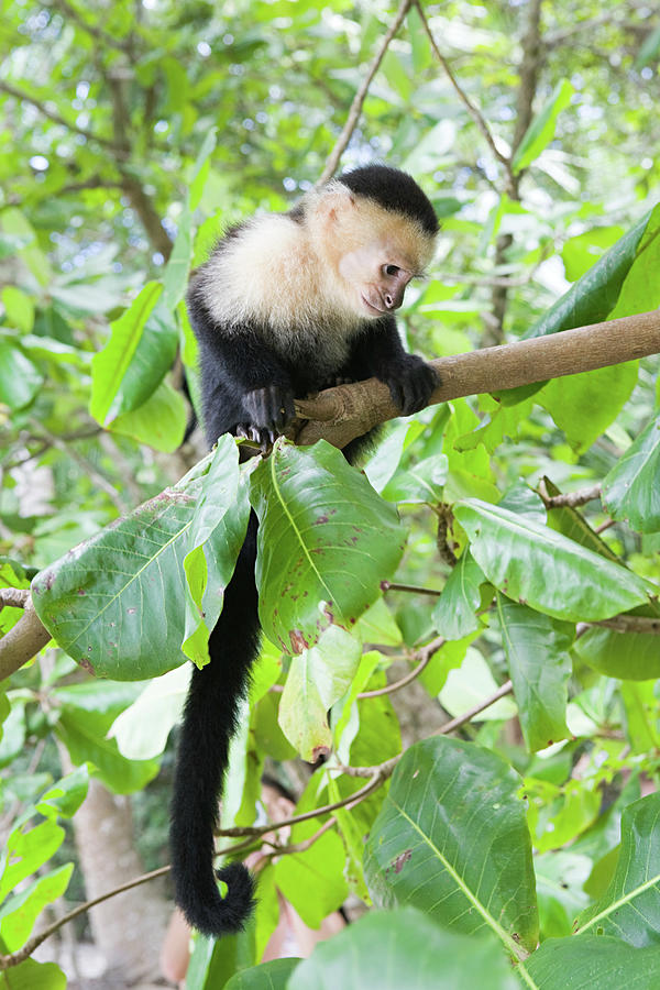 White-headed Capuchin Monkey In Costa Rica Digital Art by Christopher ...