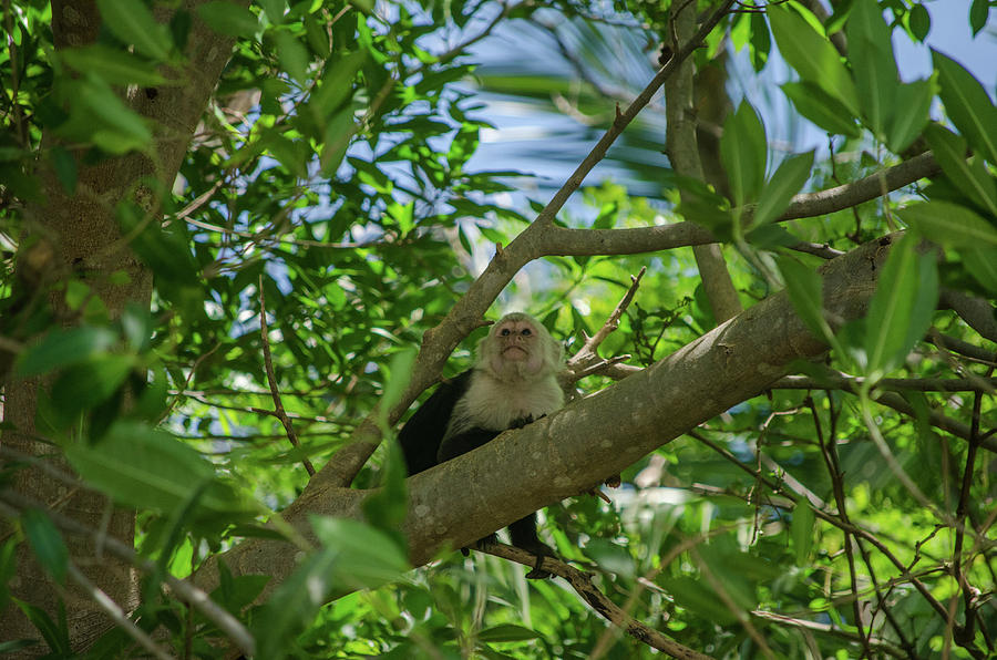Nature Photograph - White-headed capuchin monkey by Neil Taitel