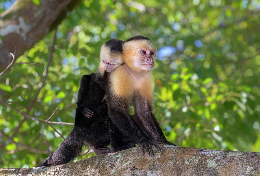 Animal Photograph - White-headed Capuchin With Baby by Ivan Kuzmin Animal Photograph - White-headed Capuchin With Baby by Ivan Kuzmin