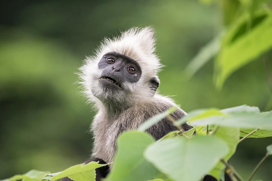 White-headed Langur Photograph by Hao Jiang