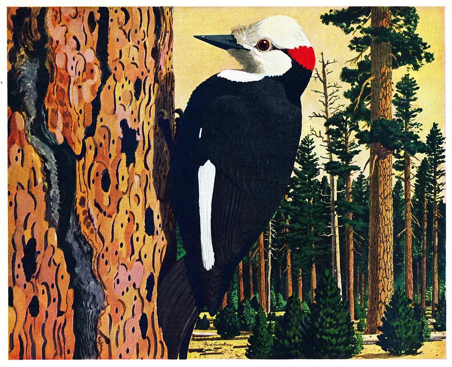 White Headed Woodpecker Drawing by Fred Ludekens