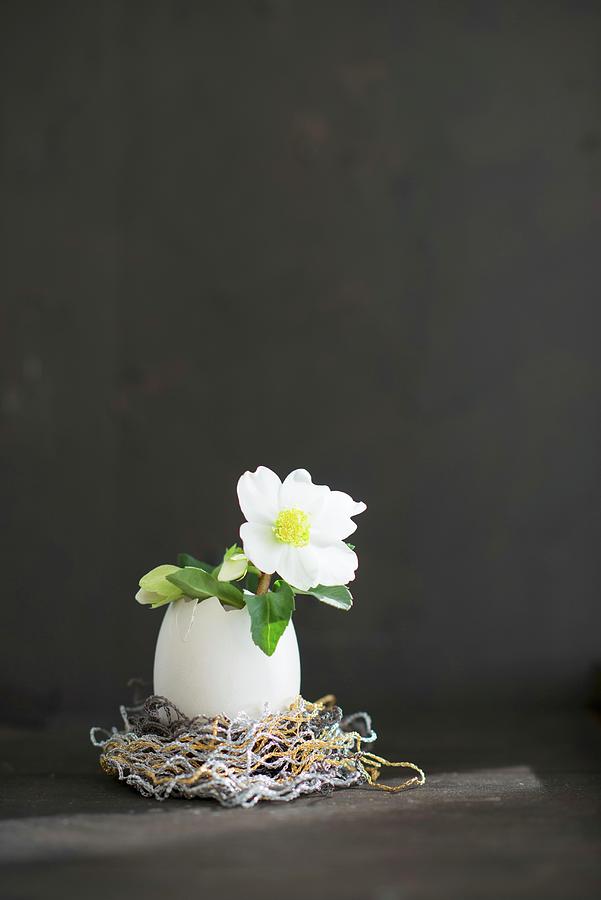 White Hellebore Flower In Egg Shell Against Black Background Photograph by Ulla@patsy