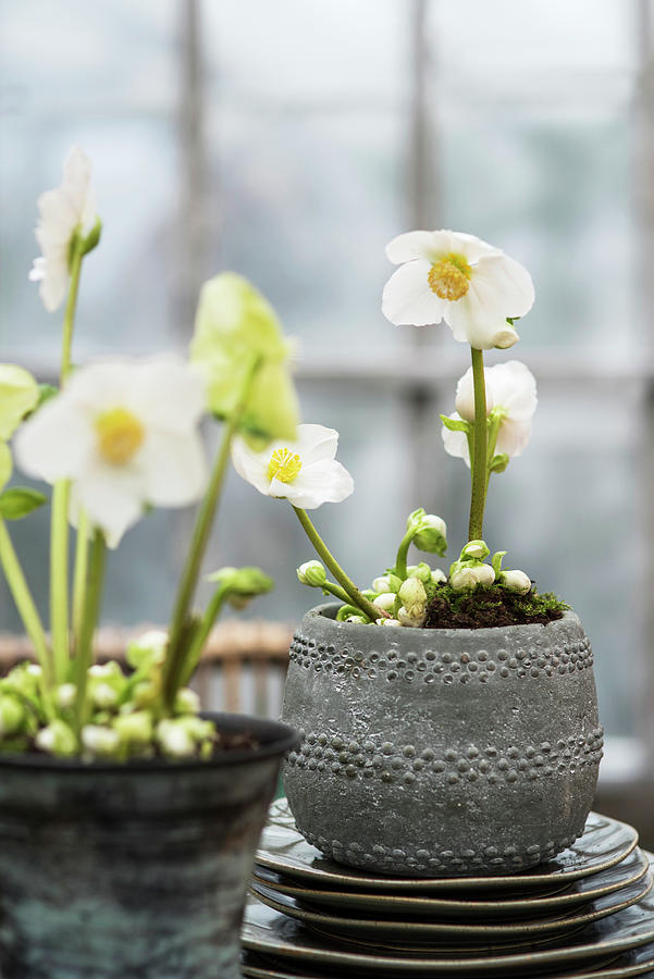 White Hellebores In Grey Pots Photograph by Magdalena Bjrnsdotter