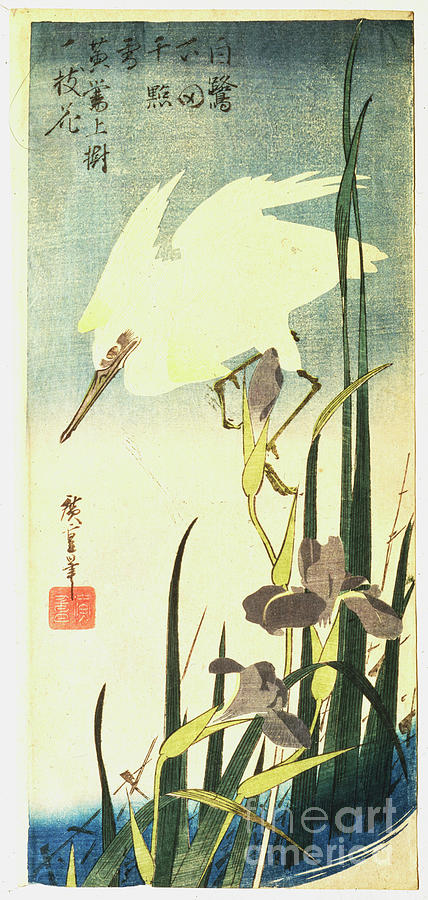 White Heron And Irises, 1833. Artist Drawing by Print Collector