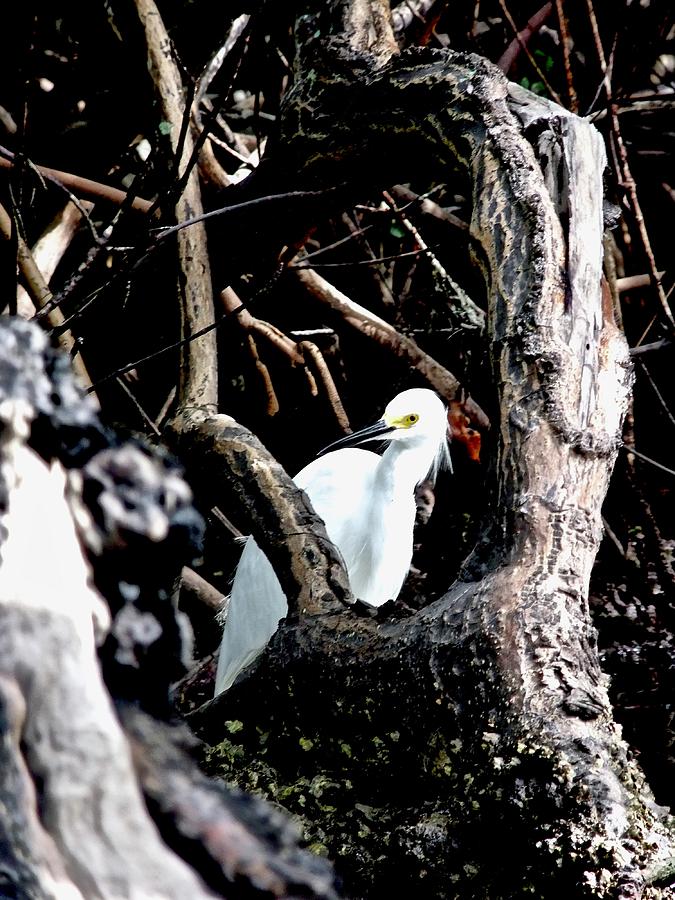 White Heron In Tree Photograph by Kathy Chism