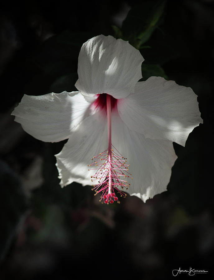 White Hibiscus Photograph by Aaron Burrows
