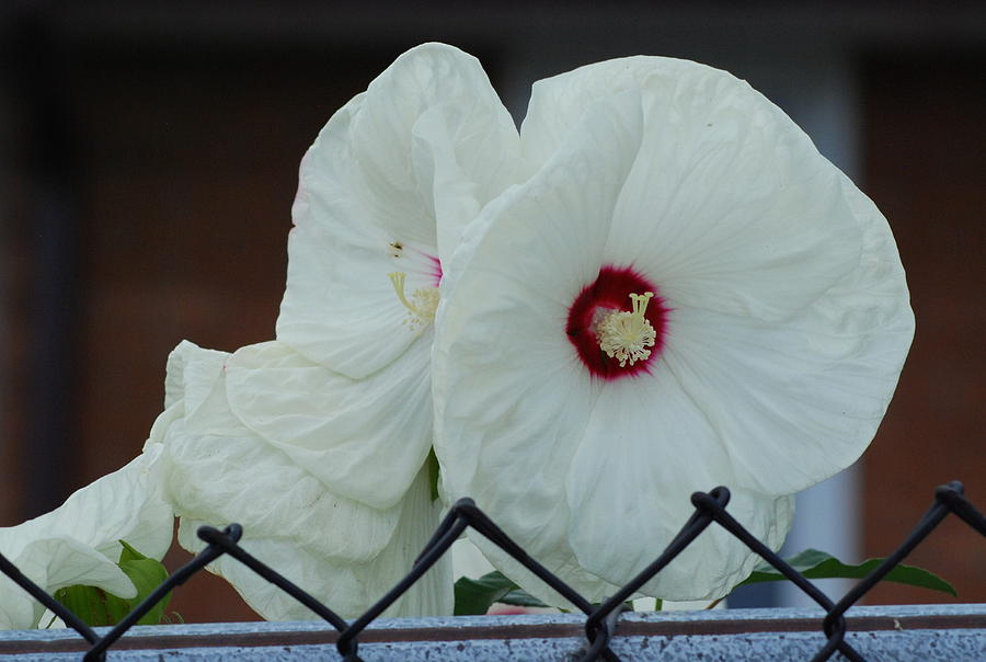 White Hibiscus Flower Photograph by Ee Photography