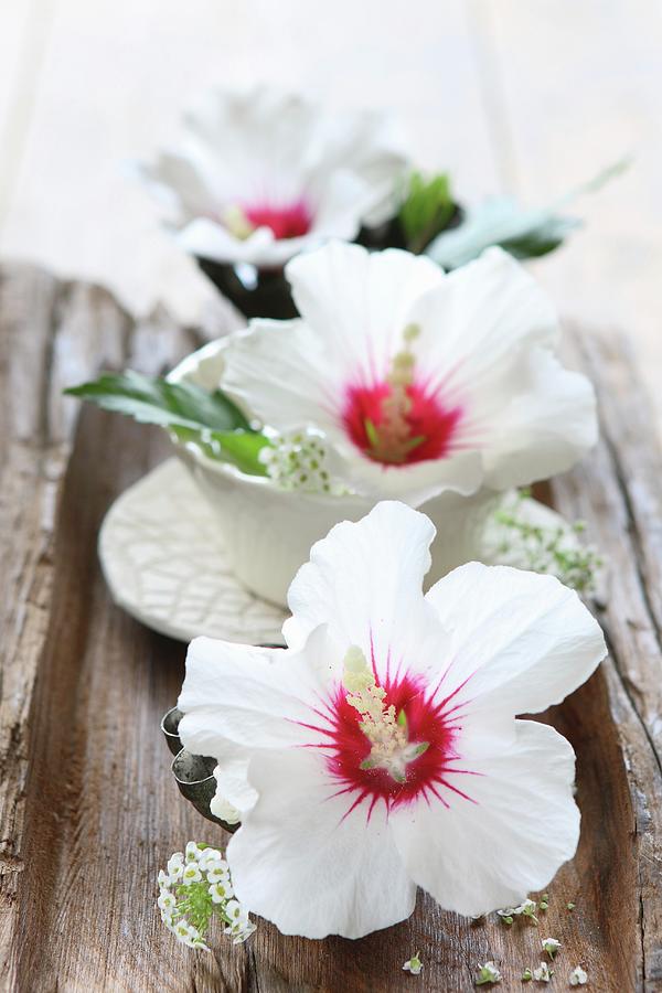 White Hibiscus Flowers In Small Bowls On Wooden Board Photograph by Regina Hippel