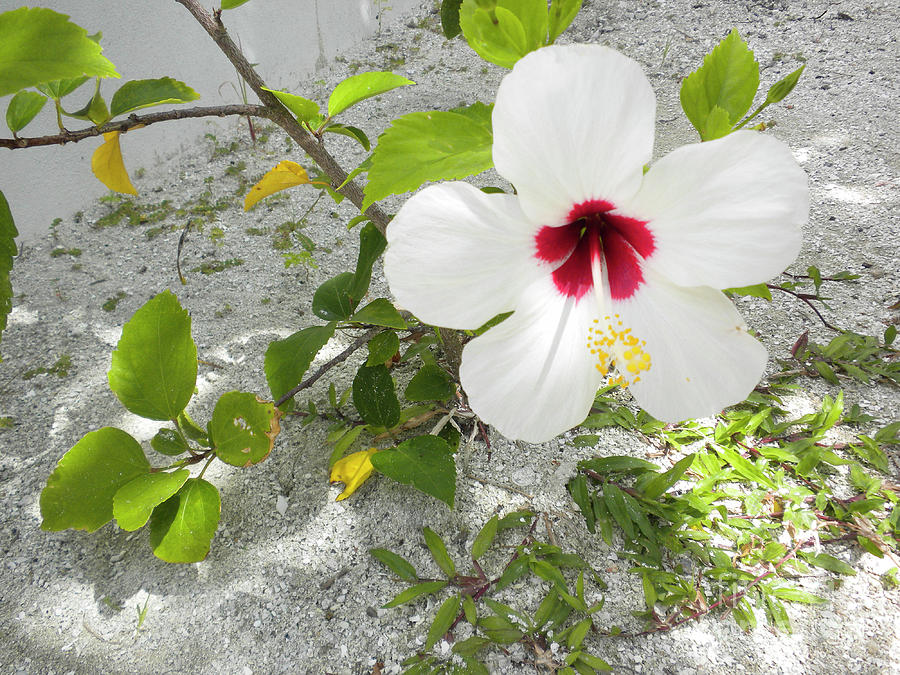 White Hibiscus by Randall Saltys White Hibiscus by Randall Saltys