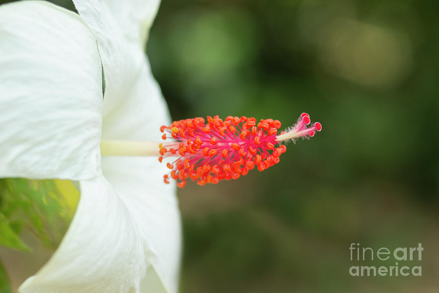 White Hibiscus with Pink Pistil and Stamens by Charmian Vistaunet White Hibiscus with Pink Pistil and Stamens by Charmian Vistaunet