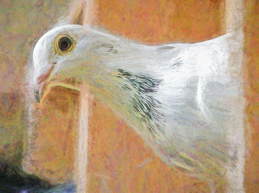 White Homing Pigeon Chalk Photograph by Don Northup