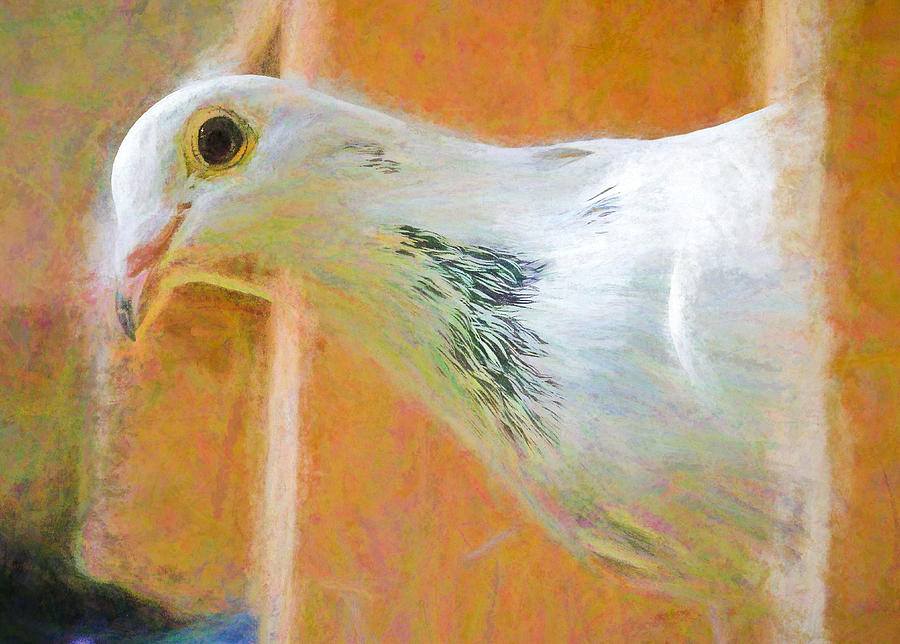 White Homing Pigeon Chalk Smudge Photograph by Don Northup