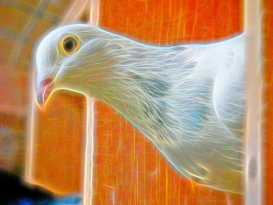 White Homing Pigeon Fibers Photograph by Don Northup