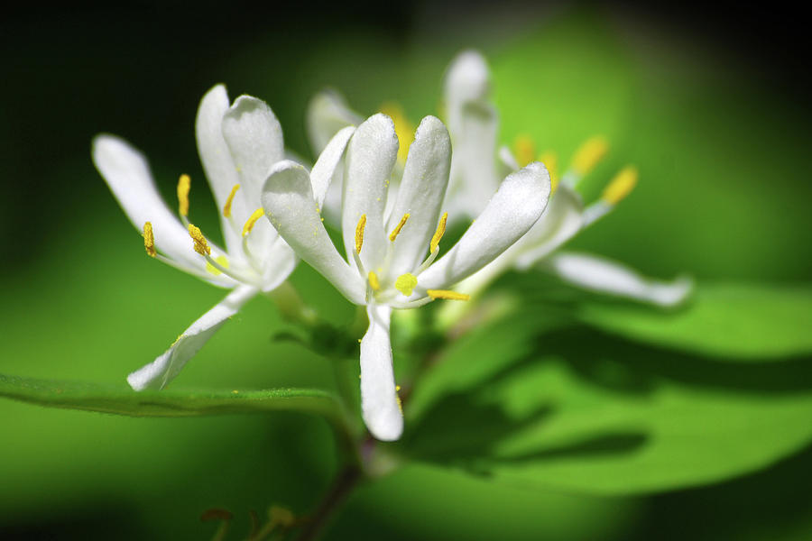 White Honeysuckle Flowers Photograph by Christina Rollo