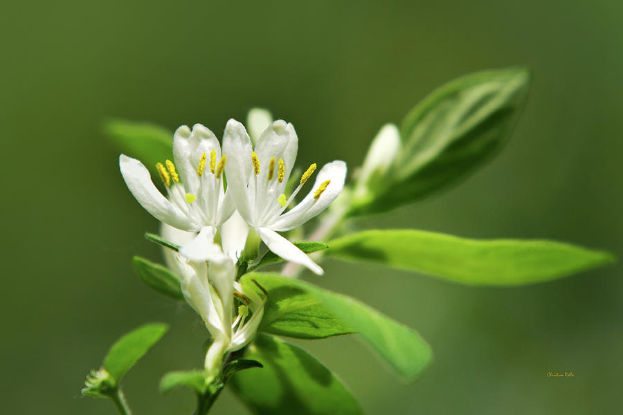 White Honeysuckle Flowers With Green Leaves Photograph by Christina Rollo