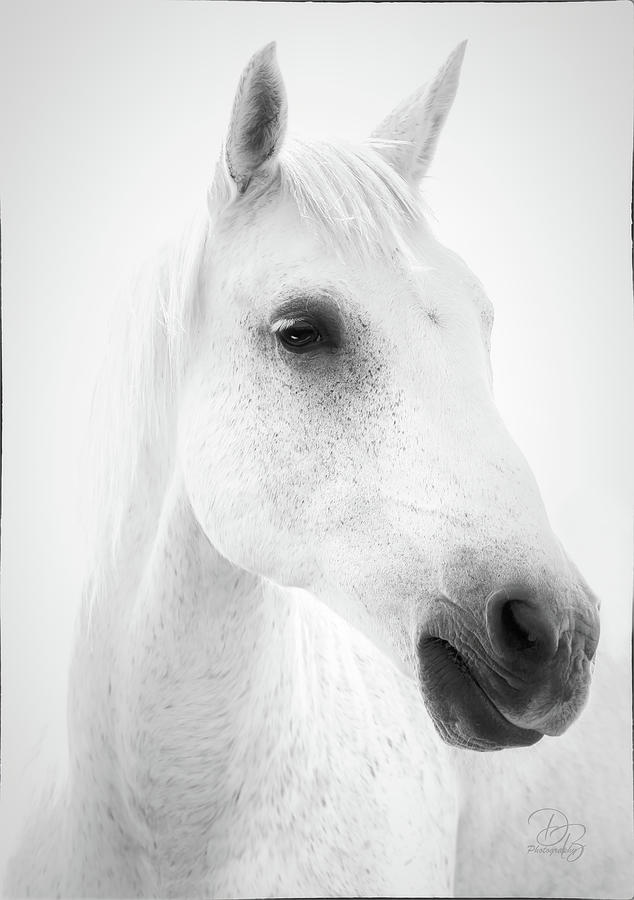White Horse Photograph by Debra Boucher