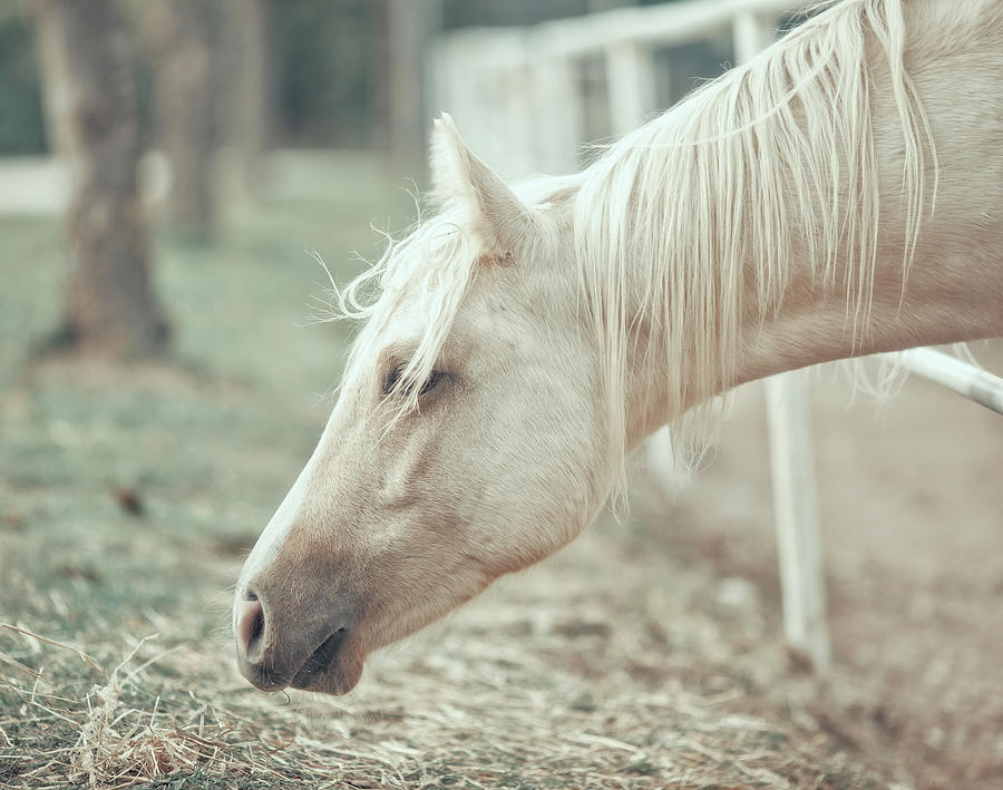 White Horse Photograph by Dof-photo By Fulvio