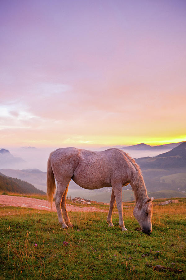 White Horse Grazing The Grass At Sunrise Photograph by Moreiso