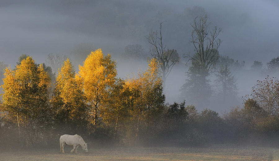 White Horse In Autumn Photograph by Muriel Vekemans
