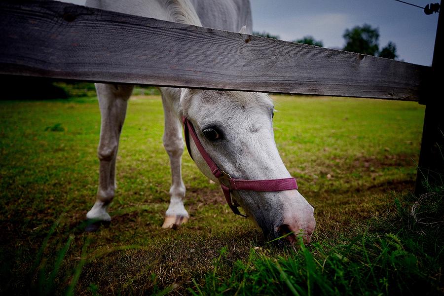 Horse Photograph - White Horse in the meadow by Patricia Piotrak