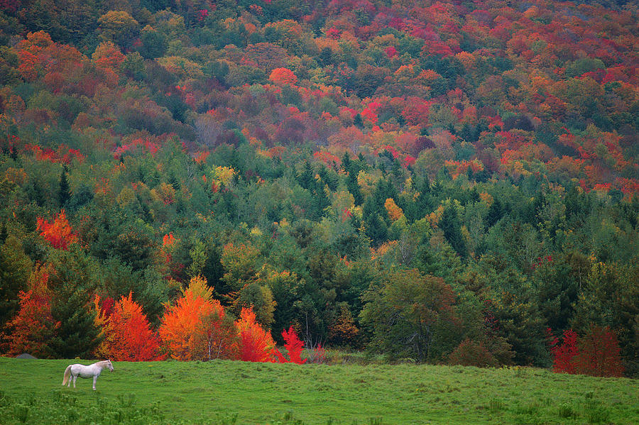 White Horse In The Midst Of Vermonts Photograph by Pete Turner White Horse In The Midst Of Vermonts Photograph by Pete Turner