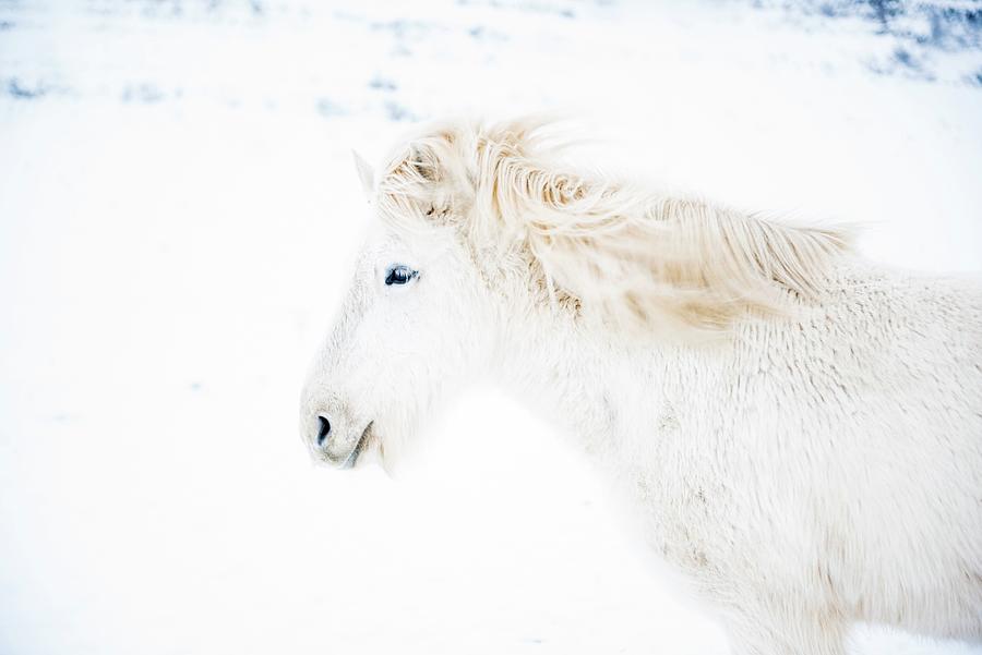 White Horse In The Snow, Iceland Digital Art by Marco Bottigelli
