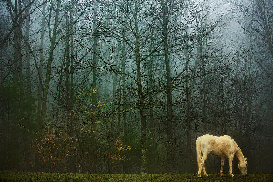 Horse Photograph - White Horse in Winter  by SL Ernst