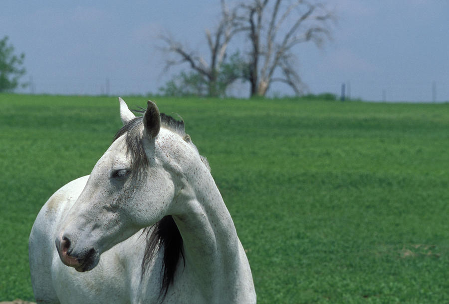 White Horse Photograph by James Gritz