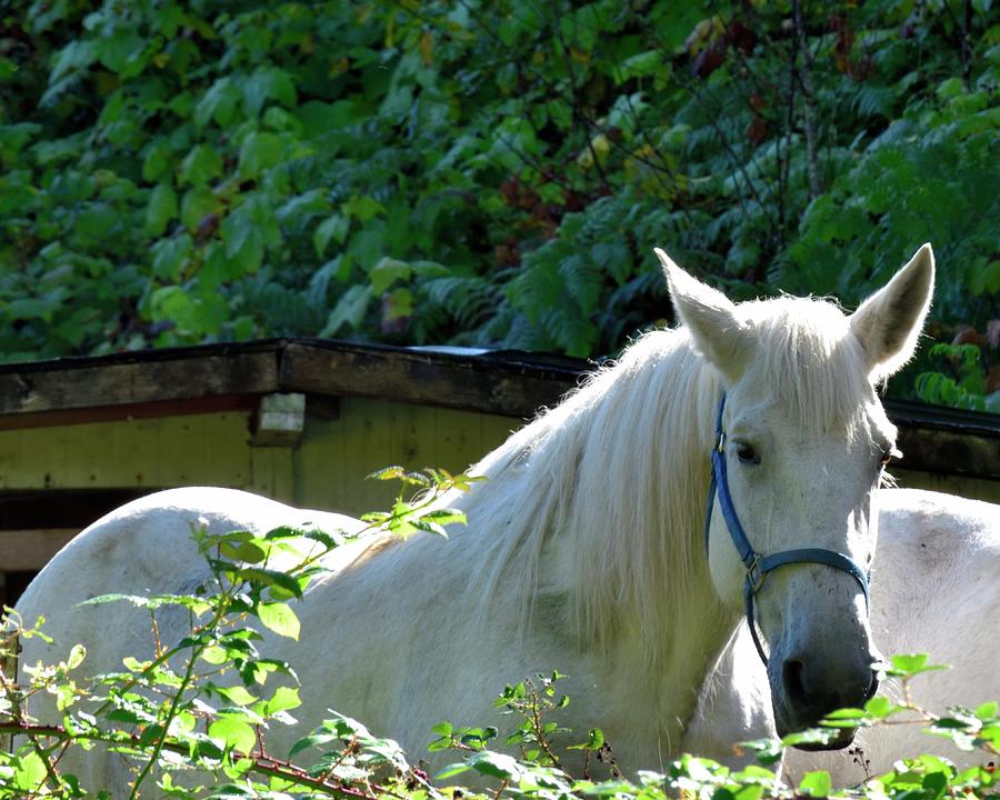 White Horse Photograph by Jerry Sodorff