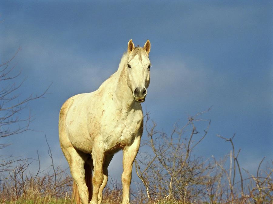 White Horse Photograph by Kathy Ozzard Chism