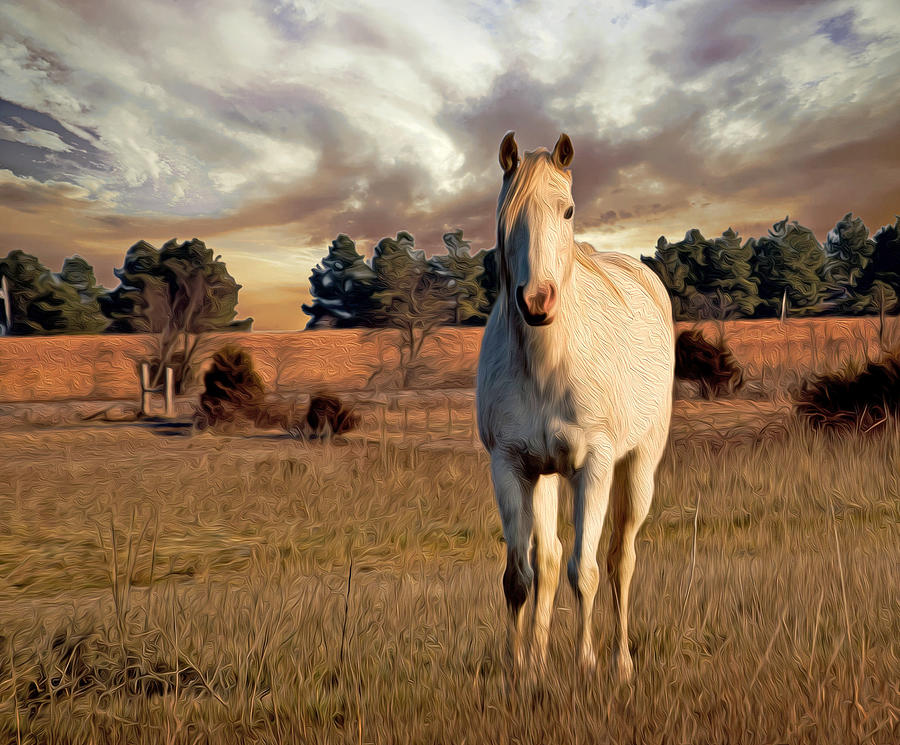 White Horse Photograph by Kathy Williams-Walkup
