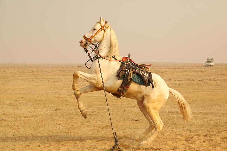 Desert Photograph - White Horse by Krothapalli Ravindra babu