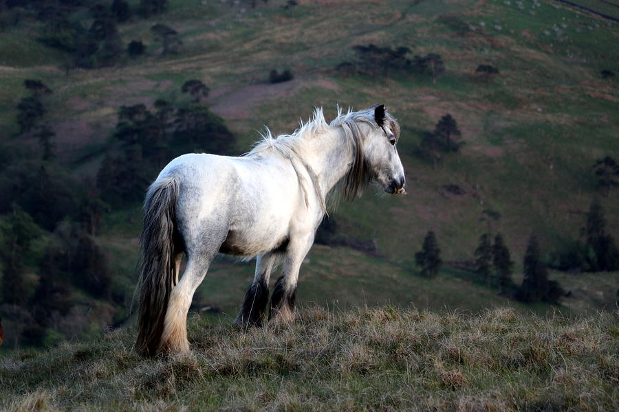 White Horse Photograph by Lukasz Ryszka