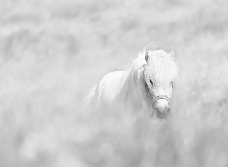 Nature Photograph - White Horse by Oles Paritskiy