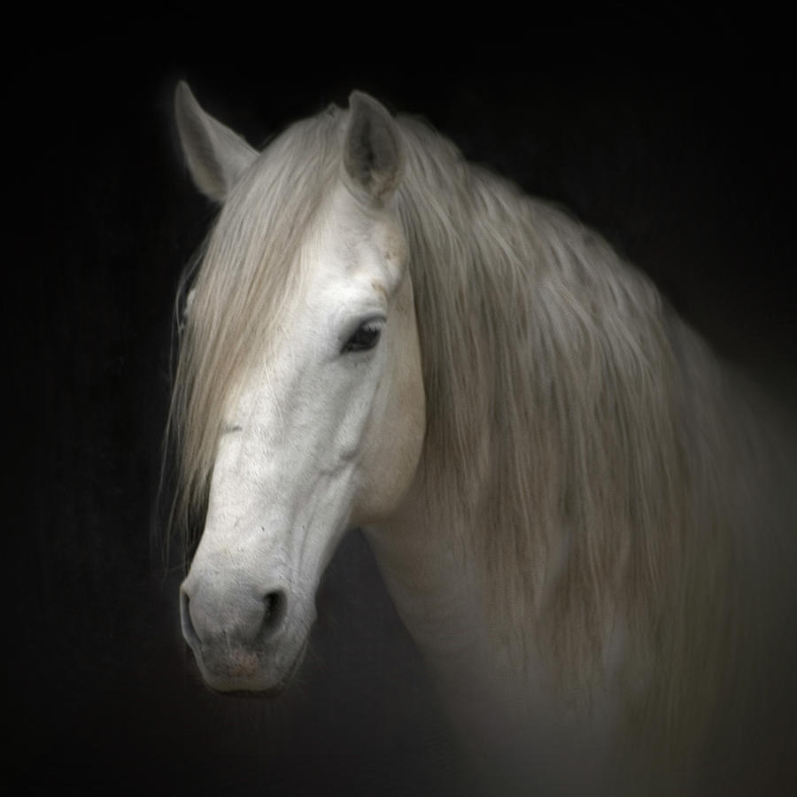 White Horse On Black By Christiana Stawski