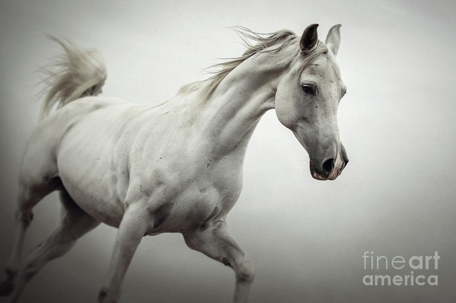 White Horse on The White Background Equestrian Beauty Photograph by Dimitar Hristov