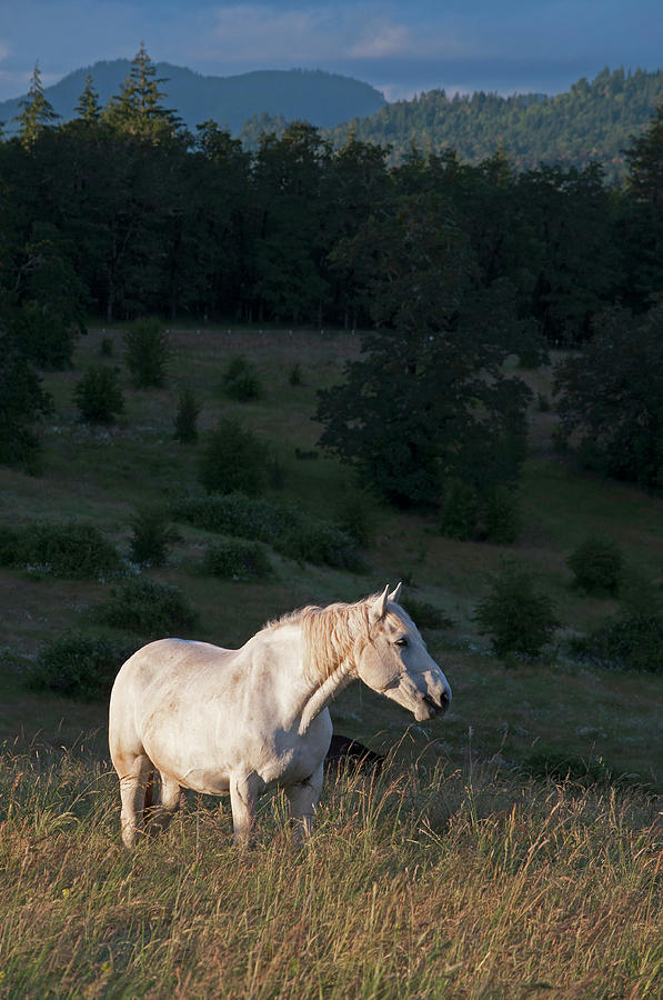 White Horse Photograph by Patricia Teel