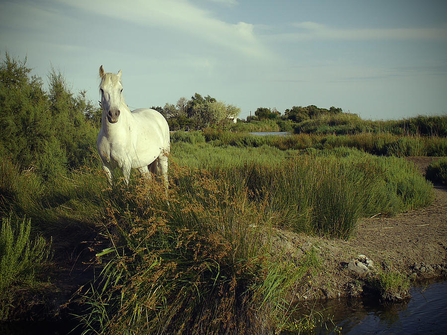 White Horse Photograph by Rafael Elias